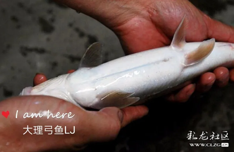 澜沧江边遇见消失多年的大理洱海弓鱼