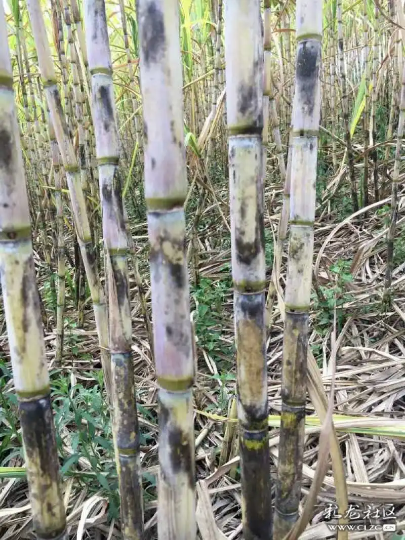 这是他选出来的,山上自己种植的榨糖甘蔗
