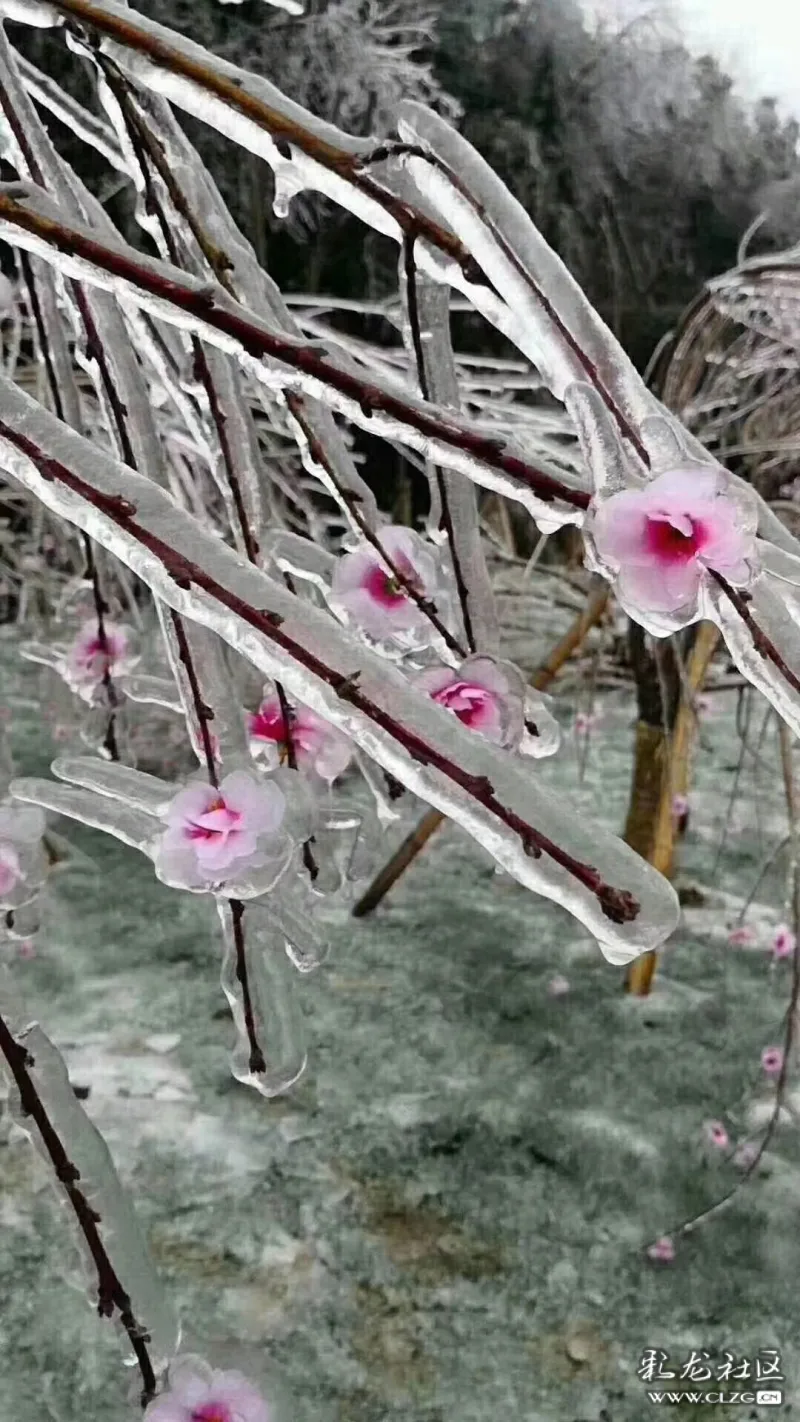 春携雨雪冷帮忙 夜冻冰花草木伤 拍客聚焦心窃喜