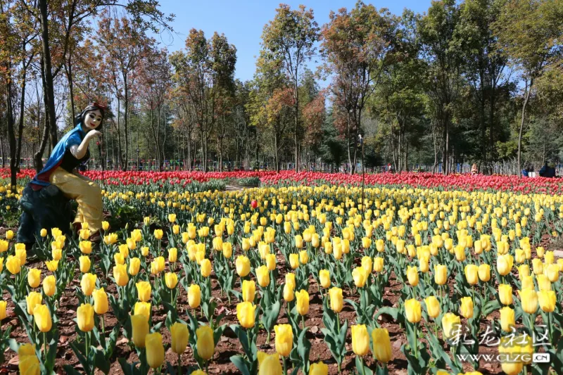 昆明嵩明小街"花仙子"花卉种植园盛开的郁金香