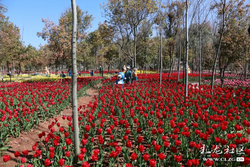 昆明嵩明小街"花仙子"花卉种植园盛开的郁金香