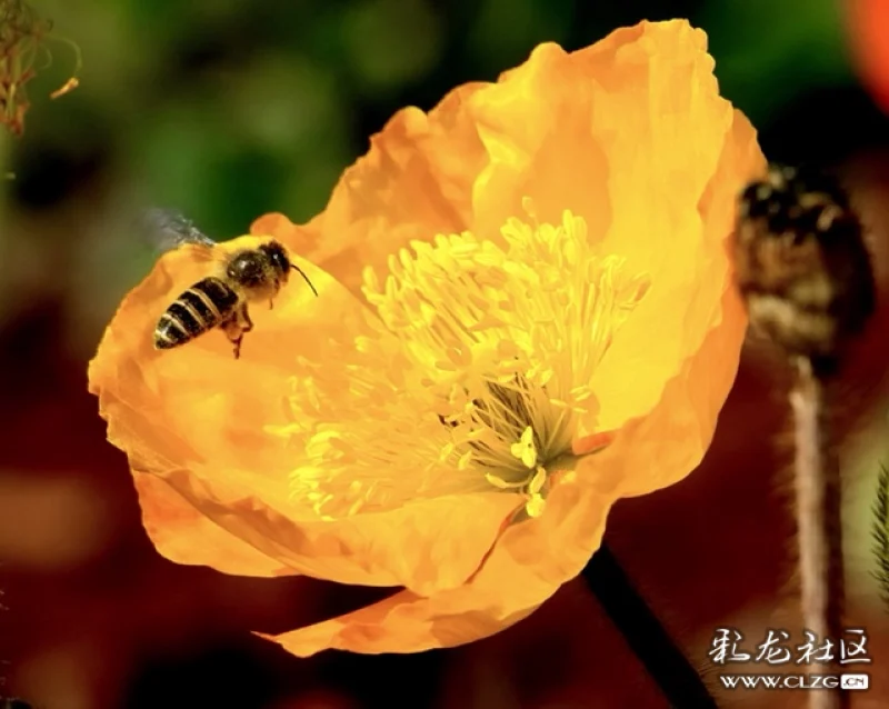 辛勤的小蜜蜂 春天的花事