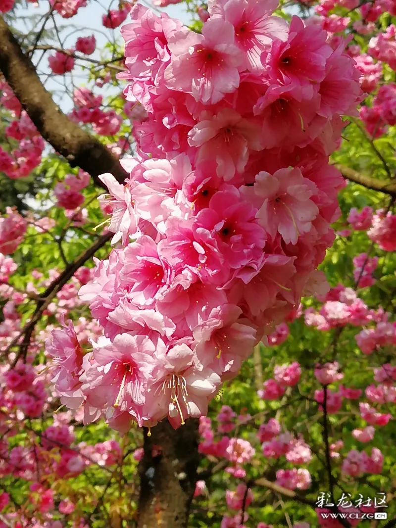 春城无处不飞花我恰就在花飞处