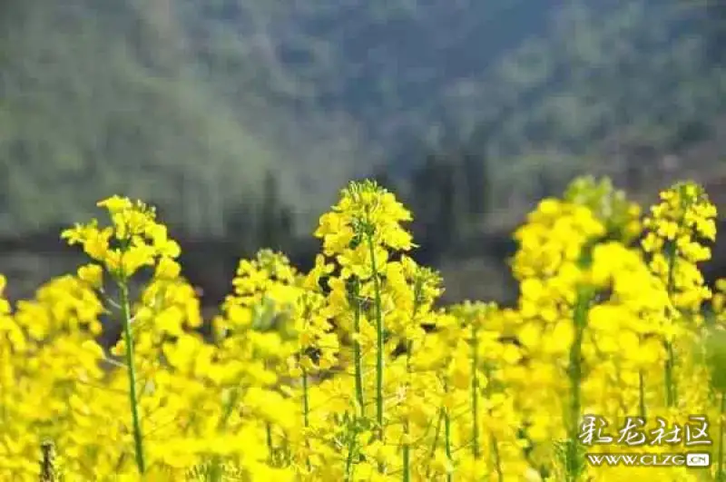 美丽的螳螂川油菜花