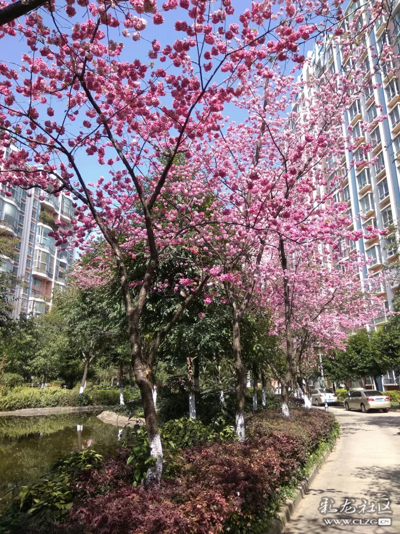 小区～樱花,海棠花盛开了