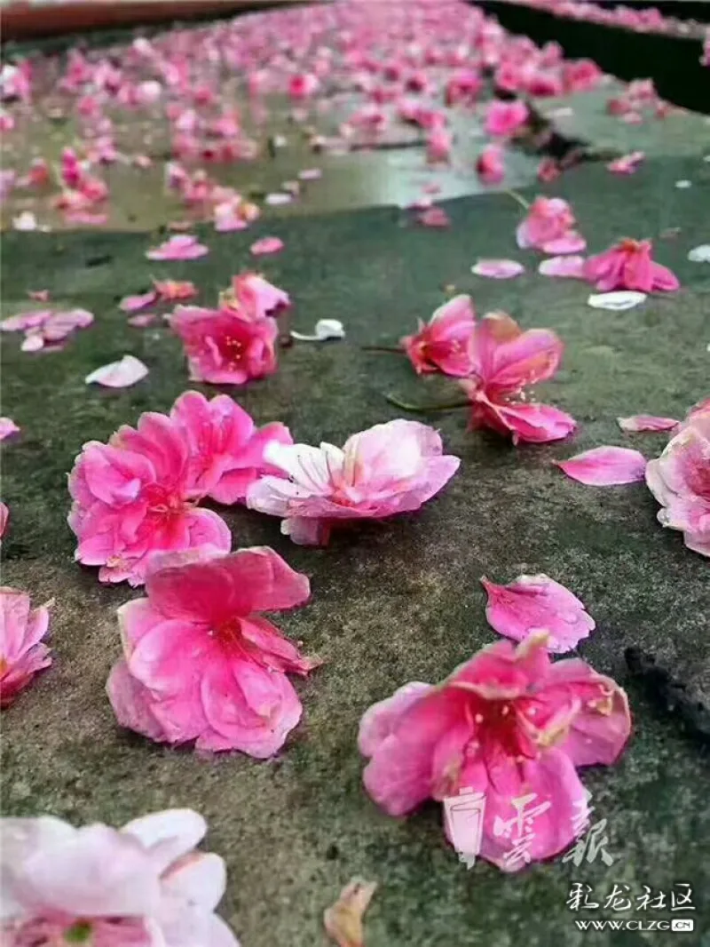 雨打花落声声慢