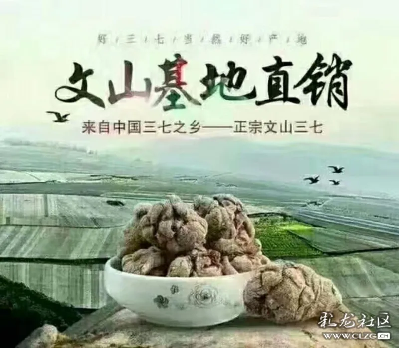 小孙在文山的三七种植基地直供的三七