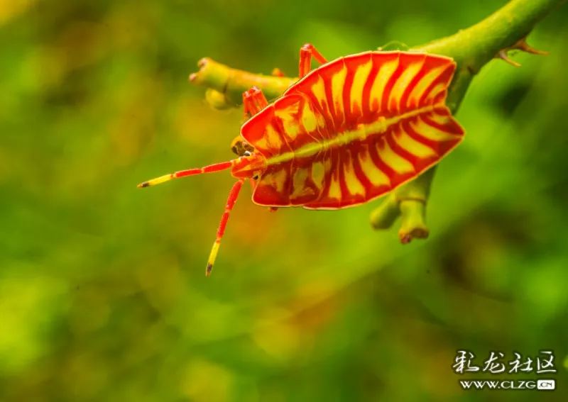 荔蝽与小花