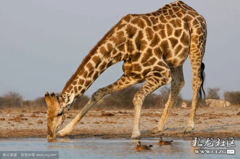 那么问题来了,长颈鹿低头喝水的时候,会不会脑充血而死去呢?