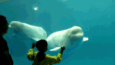 比起海豚还让人期待的温情可掬, 海洋世