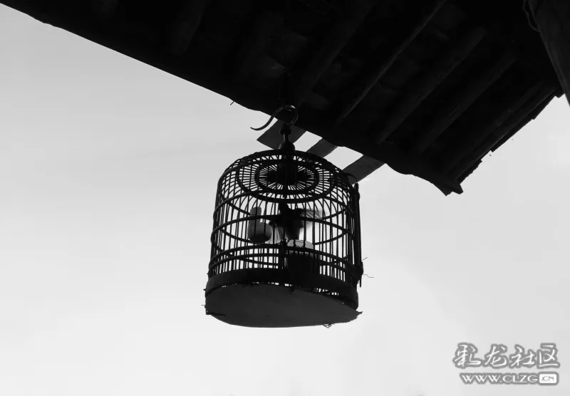 屋檐下, 笼子里, 被囚禁的鸟, 展翅欲飞…… 距离天空很近, 又很远