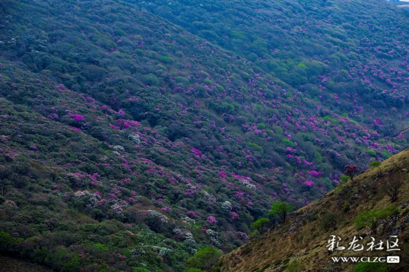 大理马耳山杜鹃,藏在深山人未识