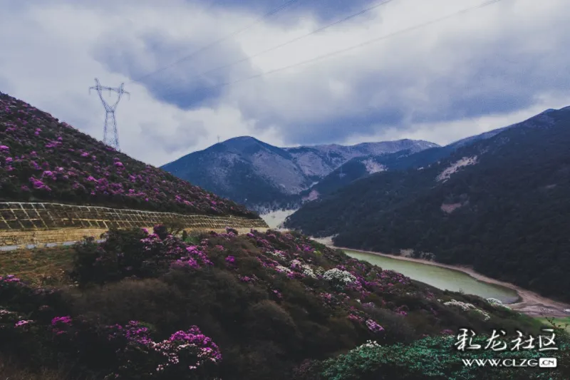 大理马耳山杜鹃,藏在深山人未识