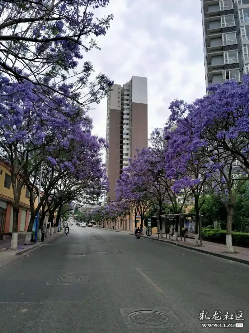 最美昆明教场中路