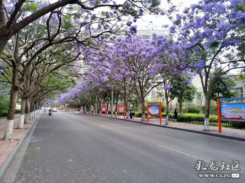 最美昆明教场中路