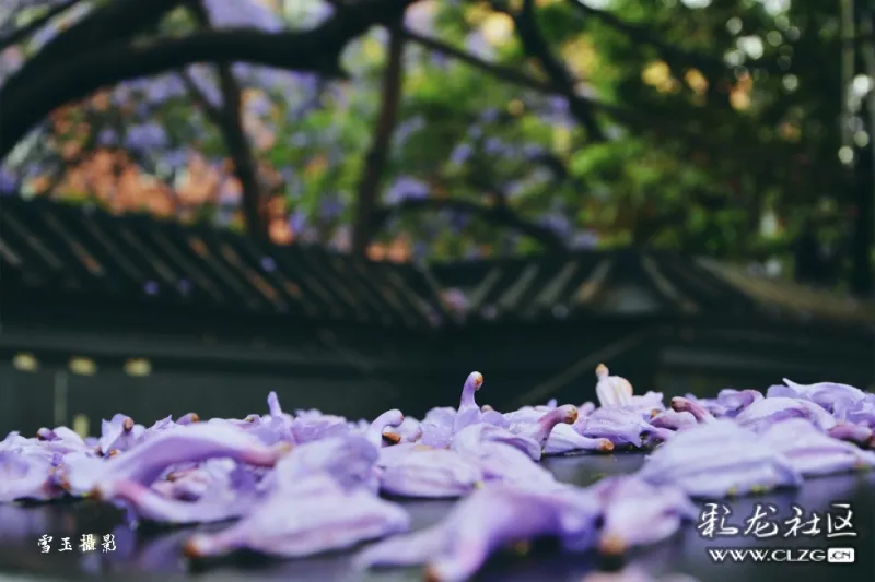 雨中蓝花楹昆明的表情系列