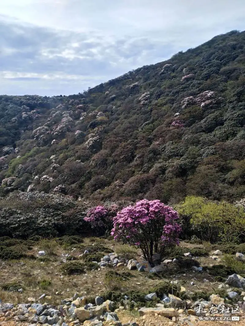 高山杜鹃,这波美景在美丽的鹤庆马耳山