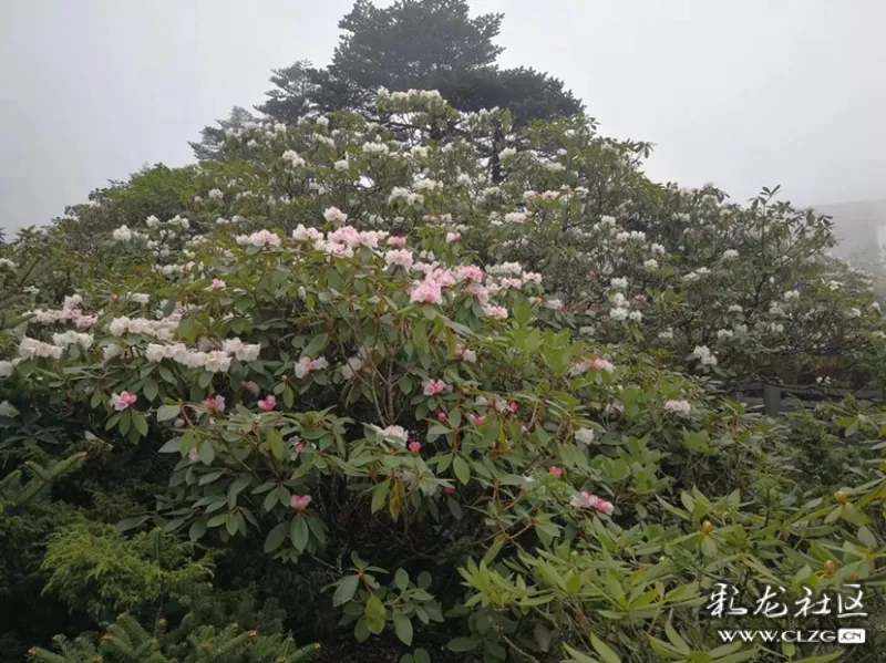 昆明轿子雪山杜鹃花已经进入盛花期