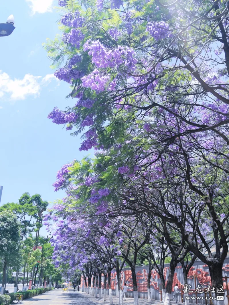 当晴空万里遇到蓝花楹,怪不得昆明变成了网红