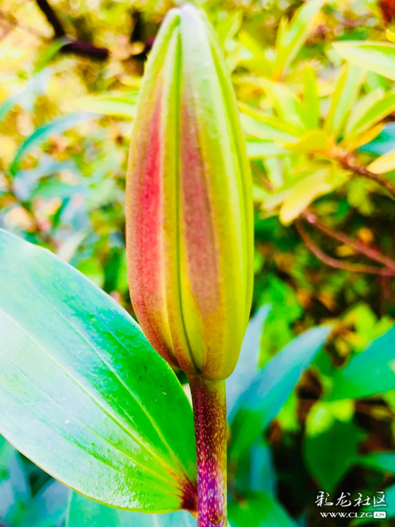 含苞待放的百合花