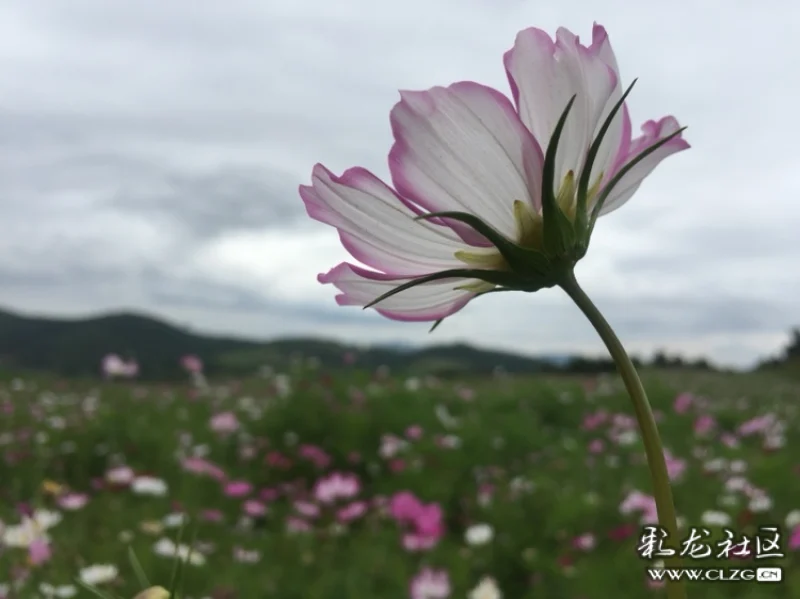 九曲花谷(苹果手机即拍)