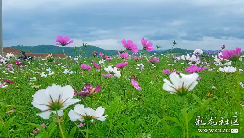 梁王山九曲花谷