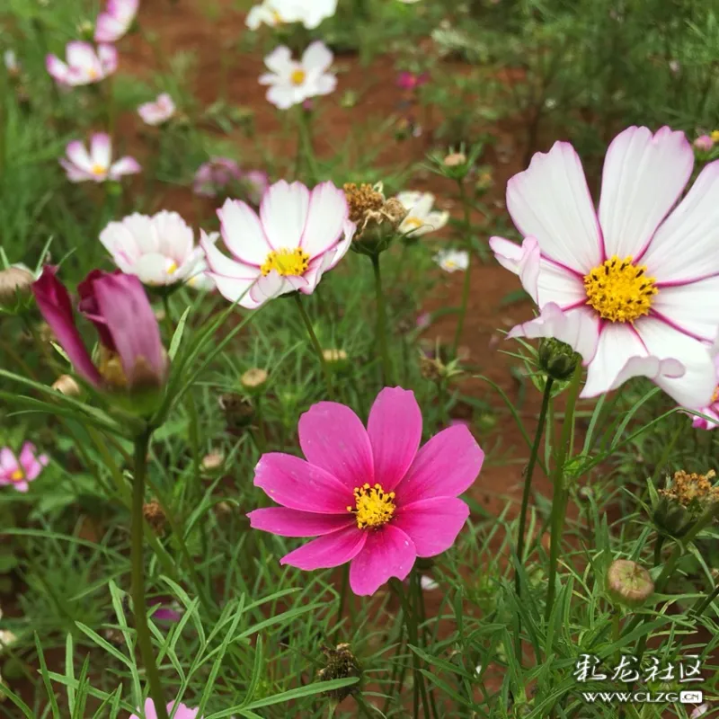 最美梁王山快拍九曲花谷