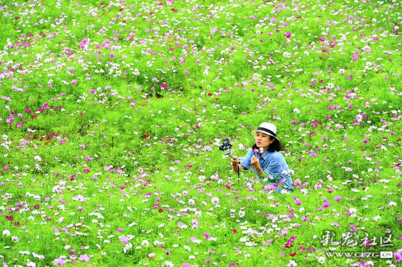 梁王山国家现代农业公园内九曲花谷的格桑花花开正当下!