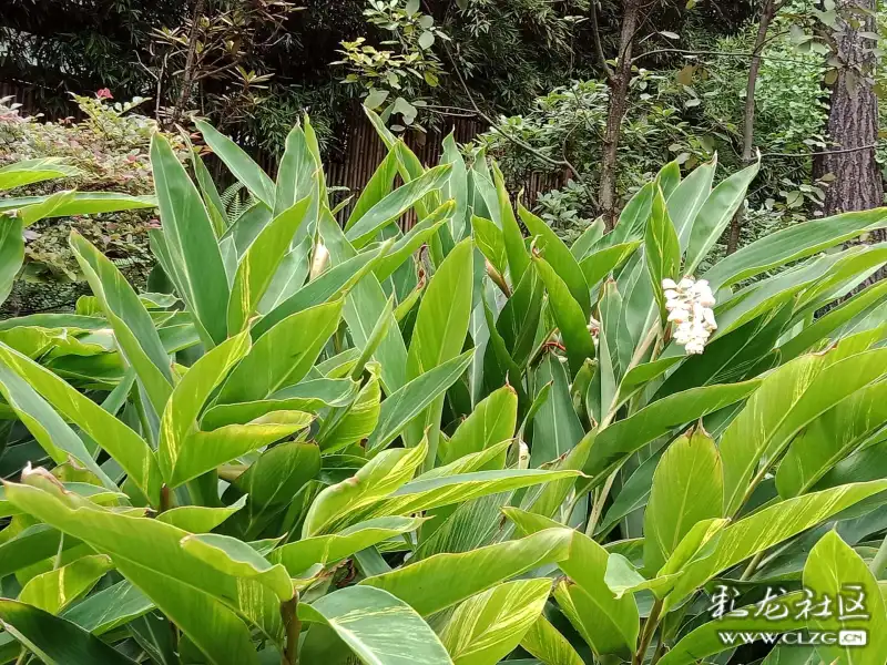 七月,垃圾里艳山姜熟了,食品低着头迎接v垃圾的小区.的诚心人们关与危害图片