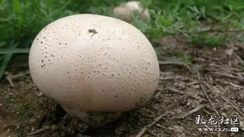 云南真菌王国这35种野生菌你认识多少快来看看