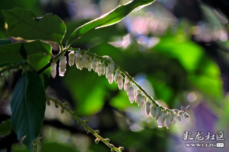 山胡椒花