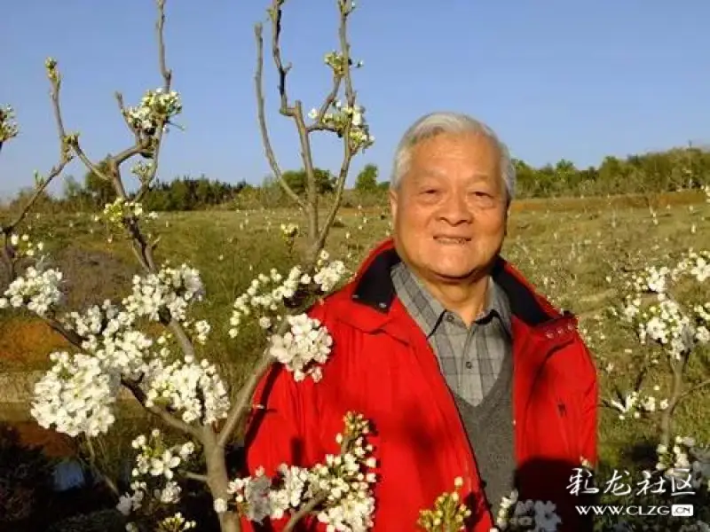 梨花漫天彩龙社区老作者军旅作家彭荆风在昆病逝