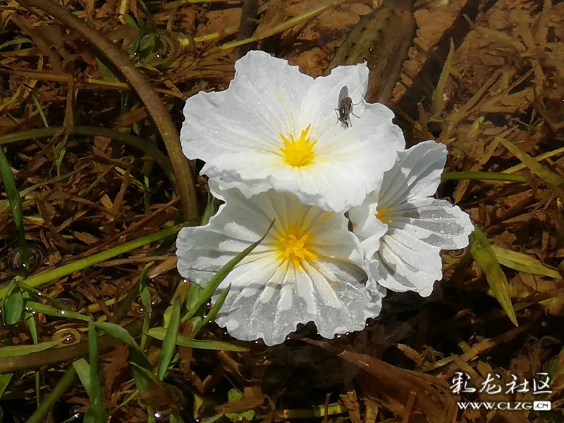 第一次那么认真的欣赏海菜花,洁白的花瓣,鹅黄色的花心,简洁素雅.