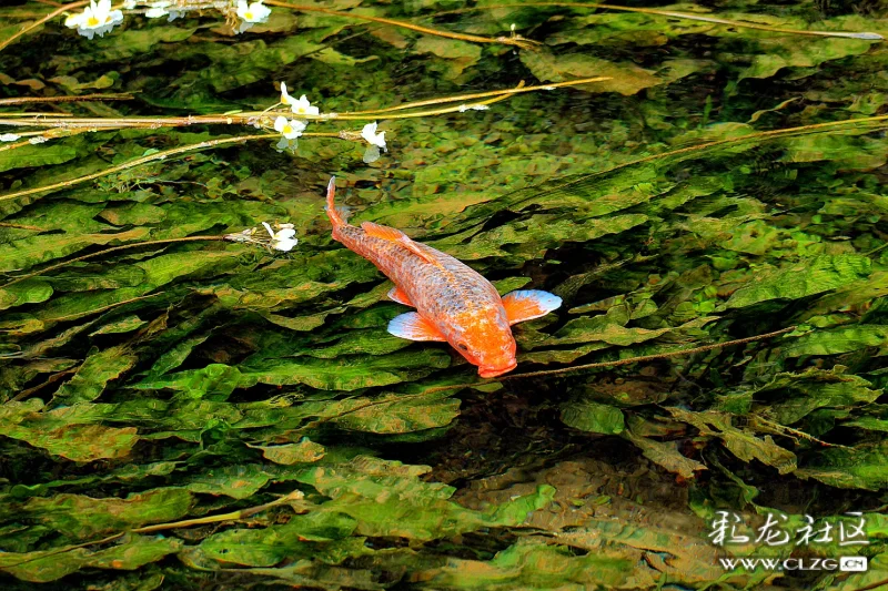 海菜花开游鱼戏水