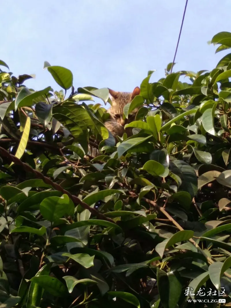 中华田园猫――抓耗子的好手