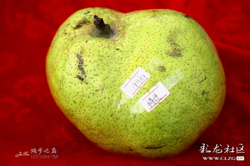 梨王是这样诞生的