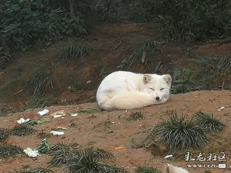 野生动物园的小狐狸