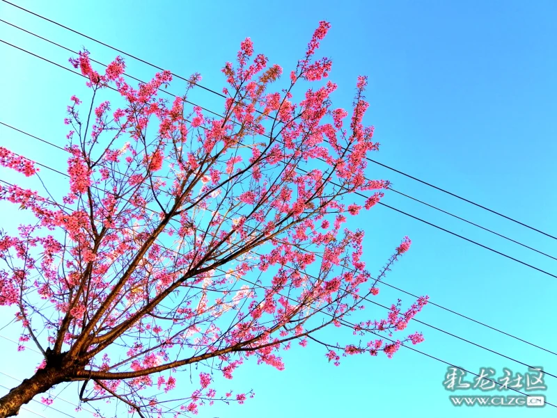 蓝天下的冬樱花