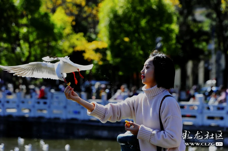 美女大学生翠湖公园喂鸥记【图片说话】