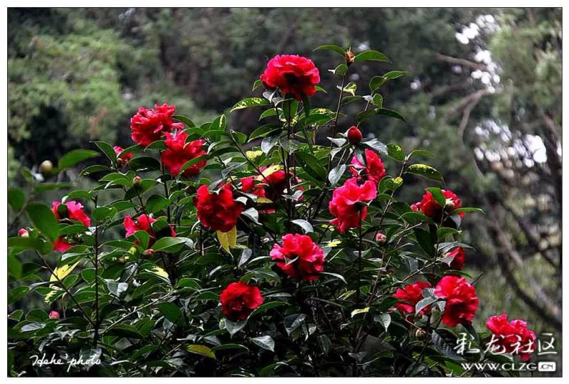 2019年昆明金殿的新年茶花