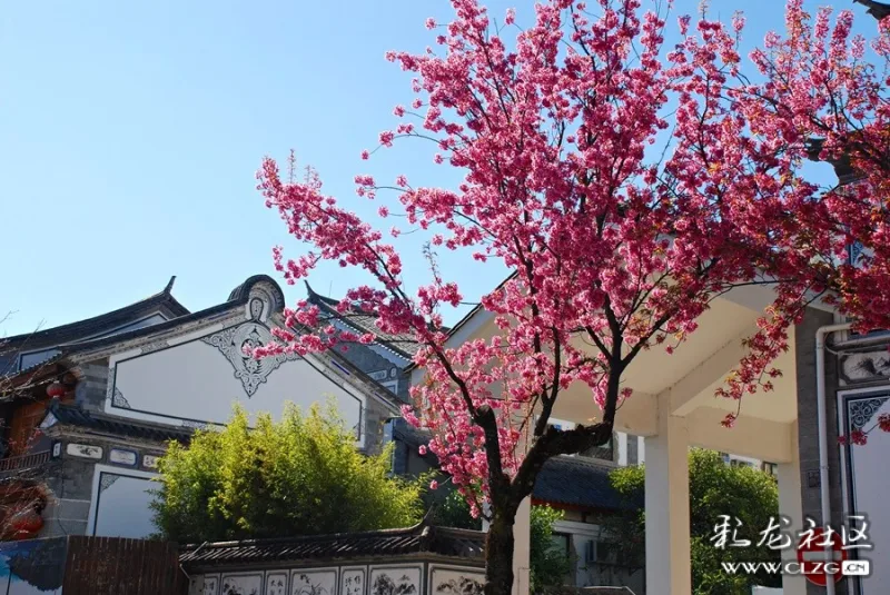 古城南门清真寺在冬樱花季格外美丽.