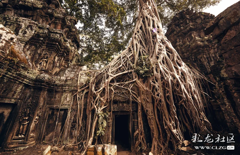 柬埔寨吴哥古迹诡异的奇根怪树