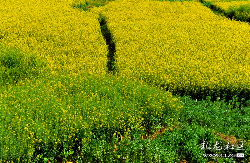 距离昆明四十余公里有一片油菜花正黄