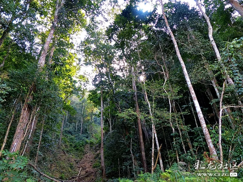 地面包裹得严严实实,这就是热带雨林的板状根,由此产生一树成林的奇观