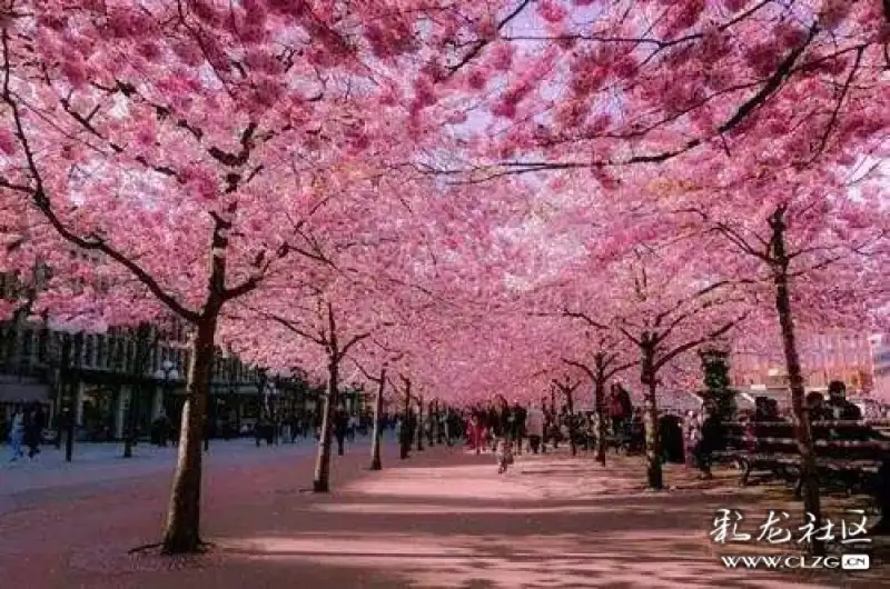 昆明人 樱花节今日启幕,可以把圆通赏樱提上日程啦!