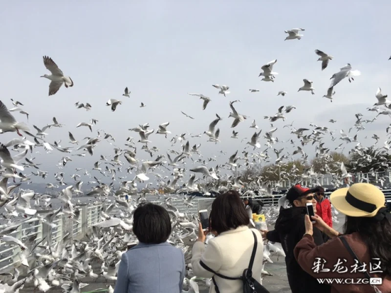 部份红嘴鸥开始迁徙了