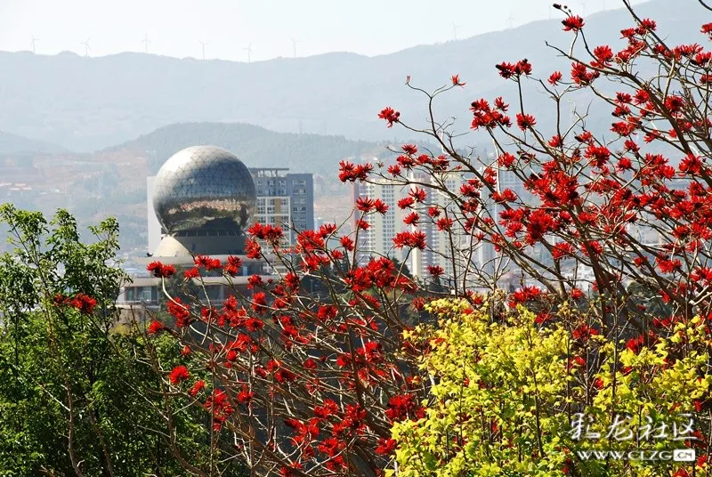 刺桐花开团山红