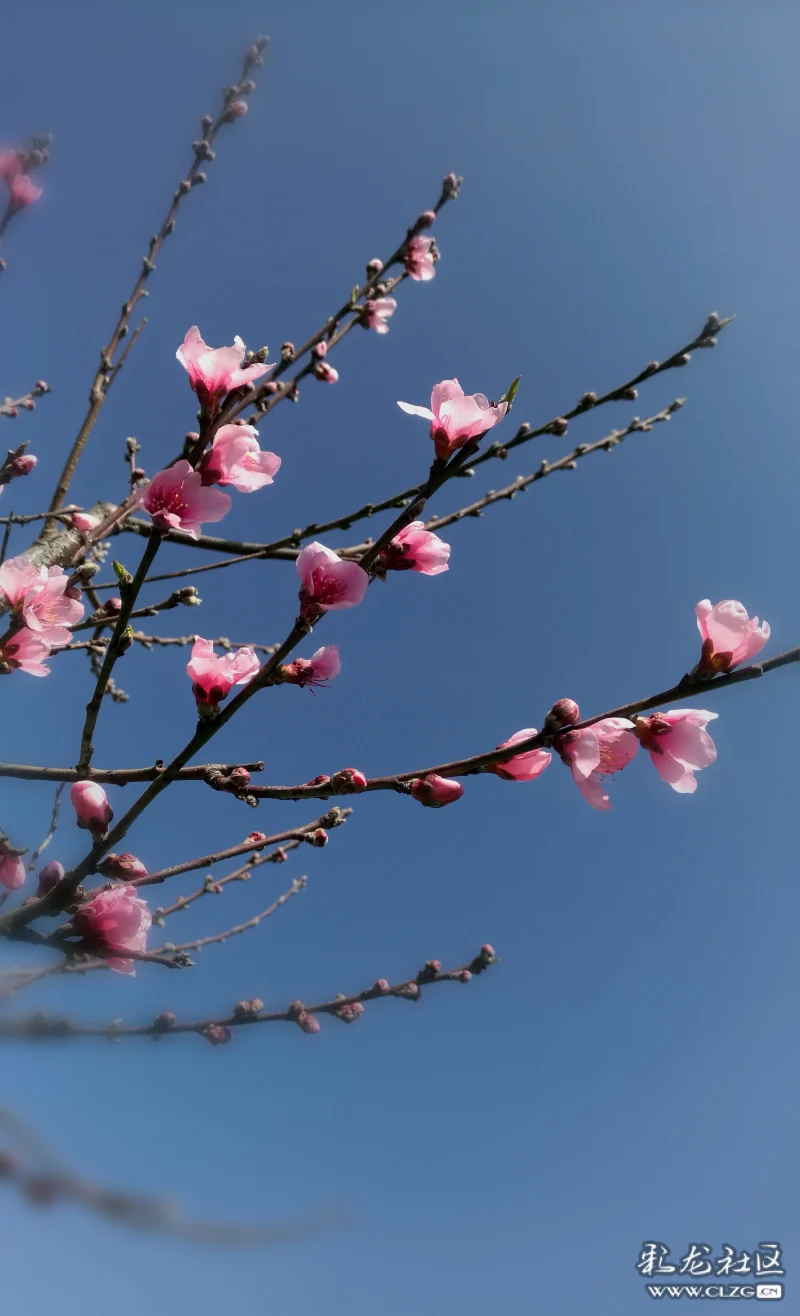 桃花依旧笑春风