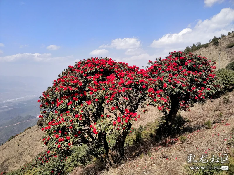 寻甸凤龙山花正艳