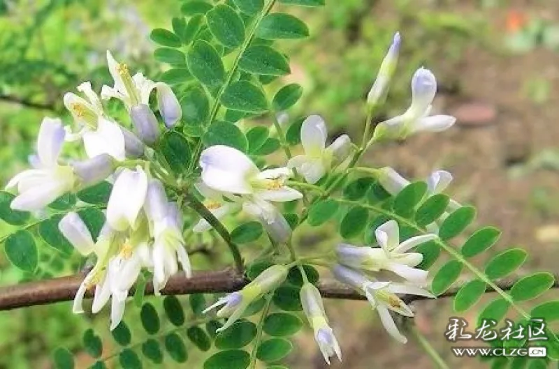 洁白的苦刺花